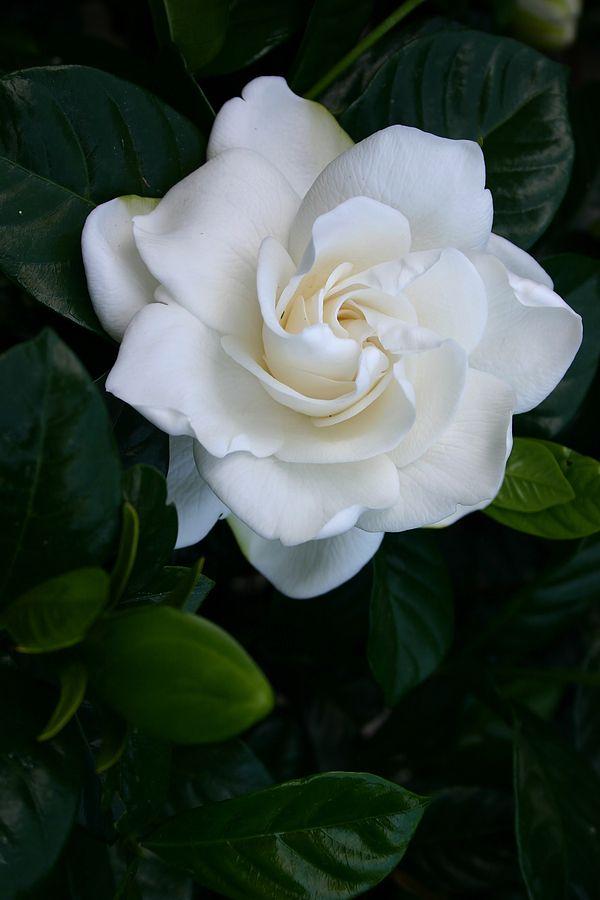 Celestial Harmony: Blooming Constellation Bliss