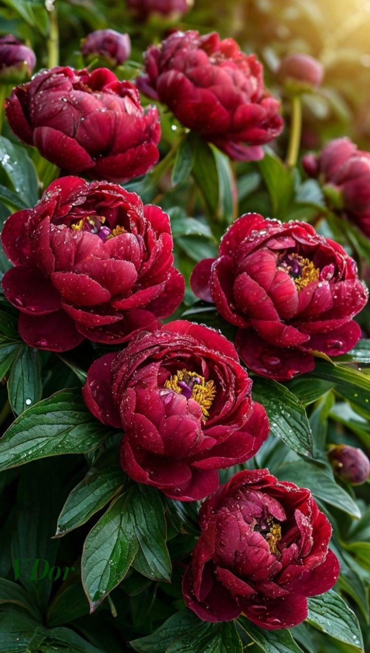 Garden Whispers: A Symphony of Petals