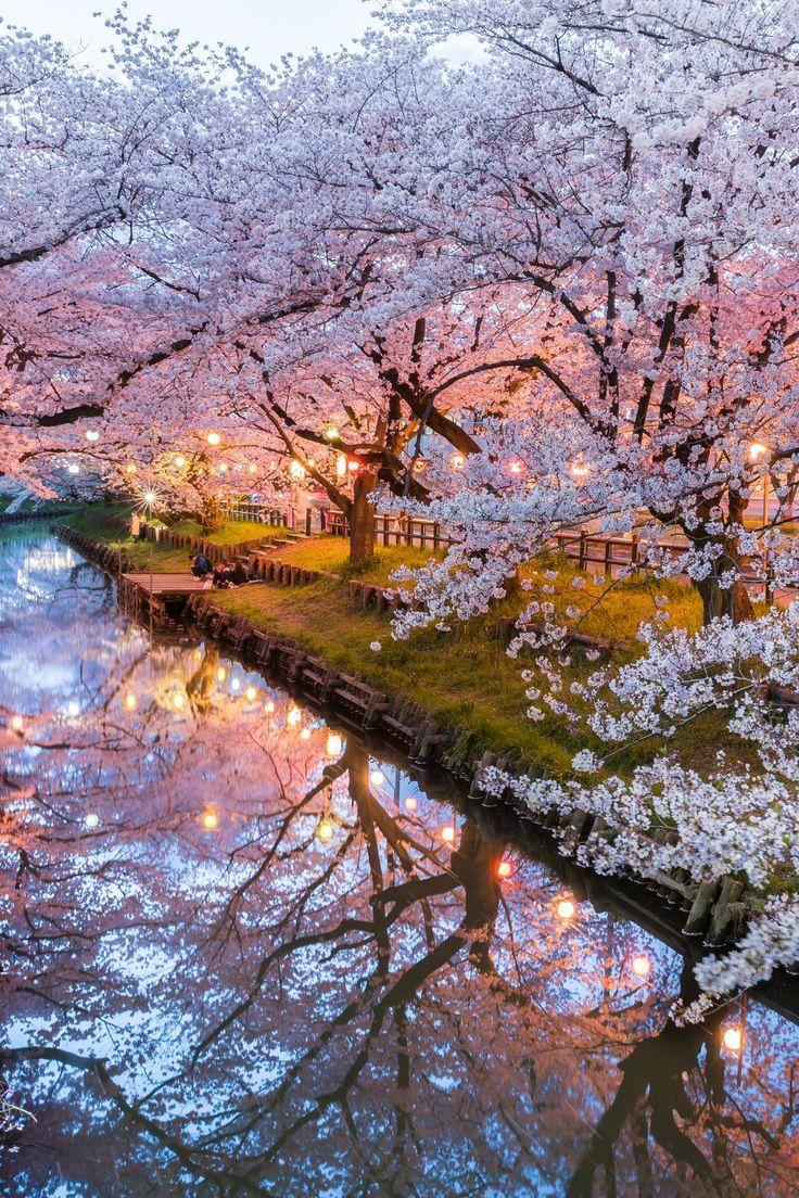Nature's Embrace: Serenity in Blossoms
